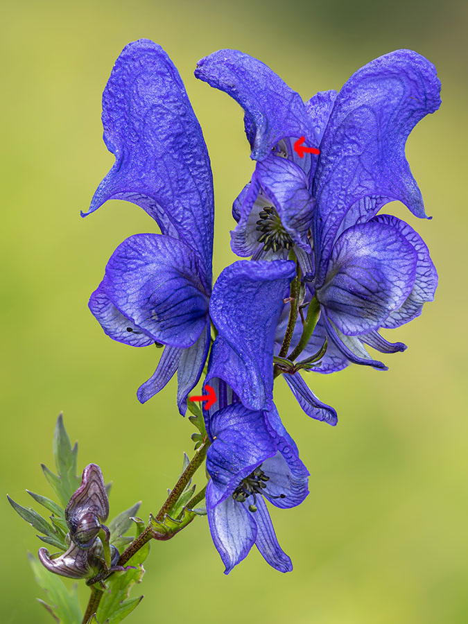 Aconitum variegatum? Pi probabile Aconitum degenii